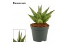 Sansevieria Sansevieria Jewel crown 6 cm (Decorum)