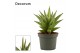 Sansevieria Sansevieria Jewel crown 9 cm (Decorum) 