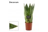 Sansevieria Sansevieria Jamaiquina Queen 12 cm (Decorum)
