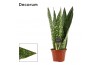 Sansevieria Sansevieria Jamaiquina Queen 14 cm (Decorum)