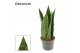 Sansevieria Sansevieria Jamaiquina Queen 9 cm (Decorum) 