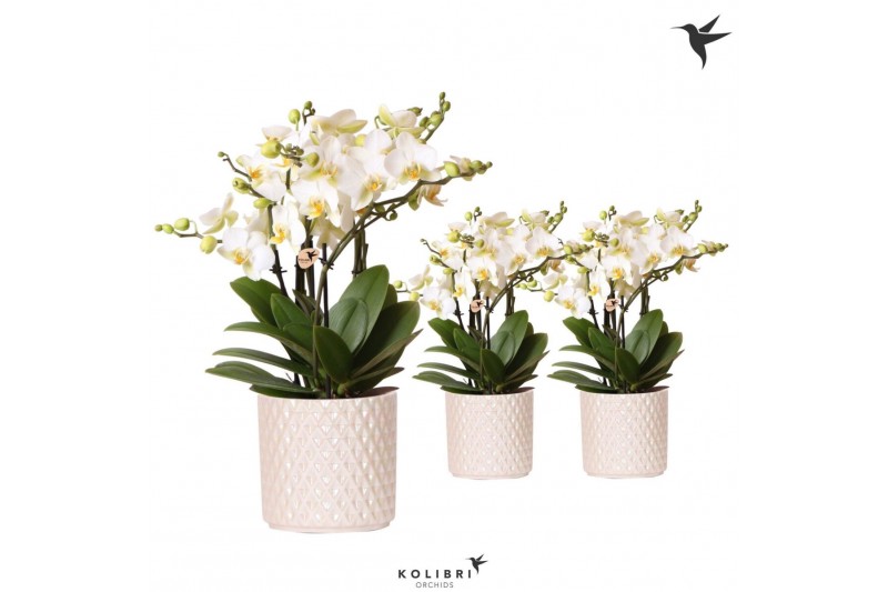 Phalaenopsis multiflora anthura lausanne Kolibri Orchids Phalaenopsis  