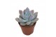 Echeveria Graptoveria Opalinaoverig pp overige bl. 