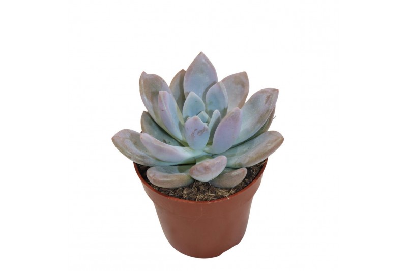 Echeveria Graptoveria Opalinaoverig pp overige bl. 