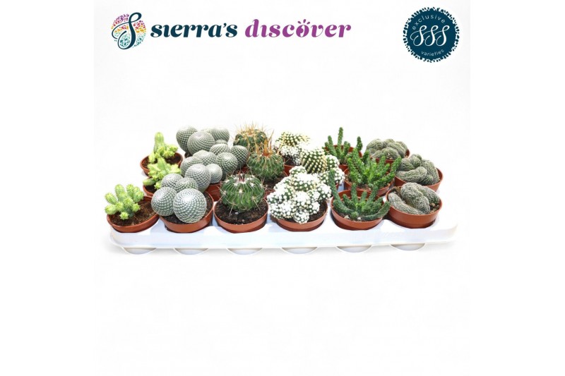 Cactus mix Sierras® - Bilbao Cactus Mix (Exclusive) 