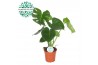 Monstera deliciosa Monstera Deliciosa PEAT FREE p17 1 pp