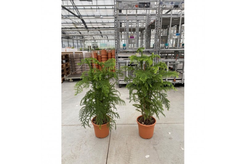 Araucaria araucana Araucaria Heterophylla - pot 22 cm 