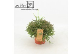 Rhipsalis burchellii Rhipsalis Burchelli p12
