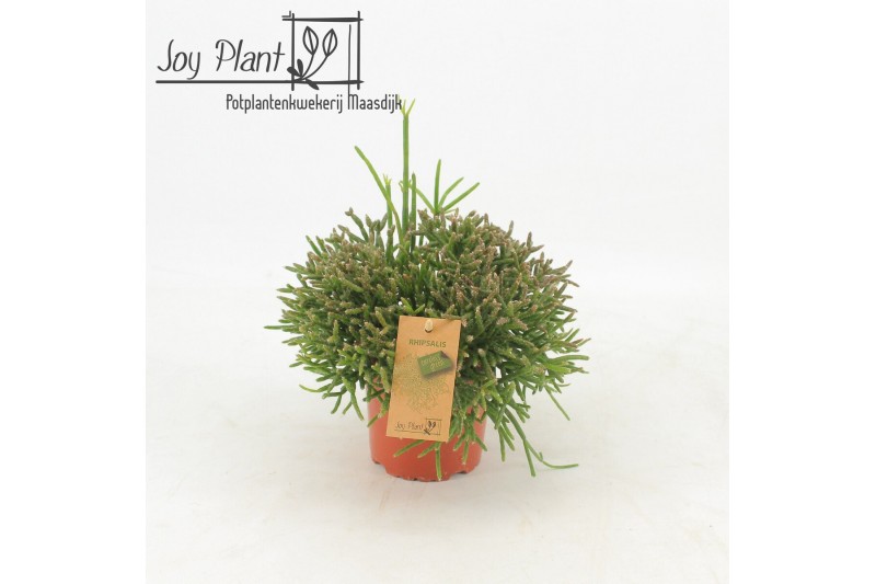 Rhipsalis burchellii Rhipsalis Burchelli p12 