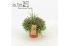 Rhipsalis burchellii Rhipsalis Burchelli p12