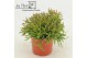 Rhipsalis burchellii Rhipsalis Burchelli p12 zonder etiket 