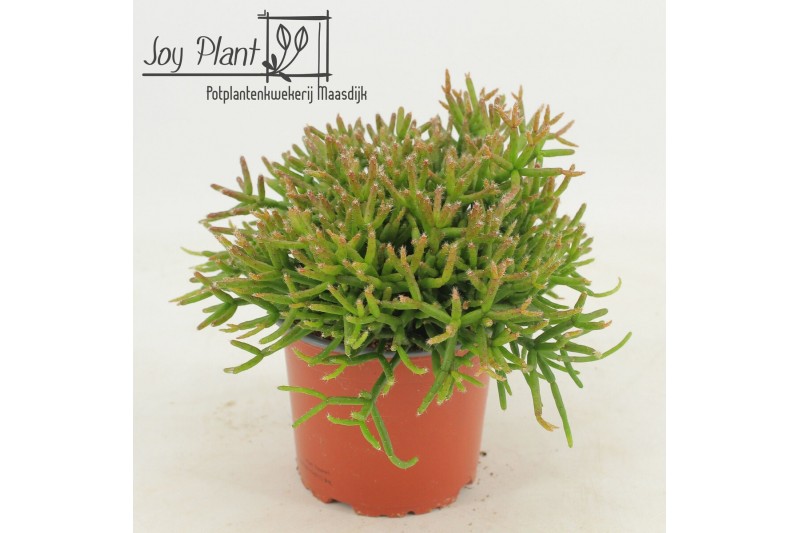 Rhipsalis burchellii Rhipsalis Burchelli p12 zonder etiket 