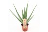Aloe vera Aloe Vera P14 OUTDOOR