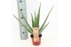 Aloe vera Aloe Vera P14 OUTDOOR 