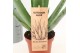 Aloe vera Aloe Vera P14 OUTDOOR 