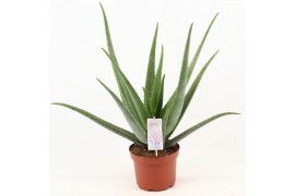 Aloe vera Aloe Vera P19
