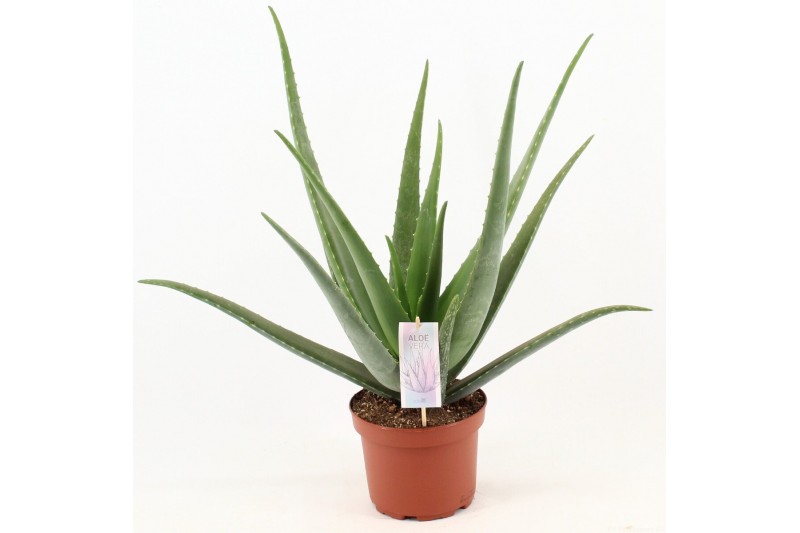 Aloe vera Aloe Vera P19 