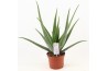 Aloe vera Aloe Vera P19
