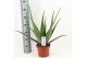Aloe vera Aloe Vera P19 