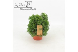 Rhipsalis Rhipsalis Hatiora p12