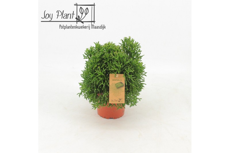 Rhipsalis Rhipsalis Hatiora p12 