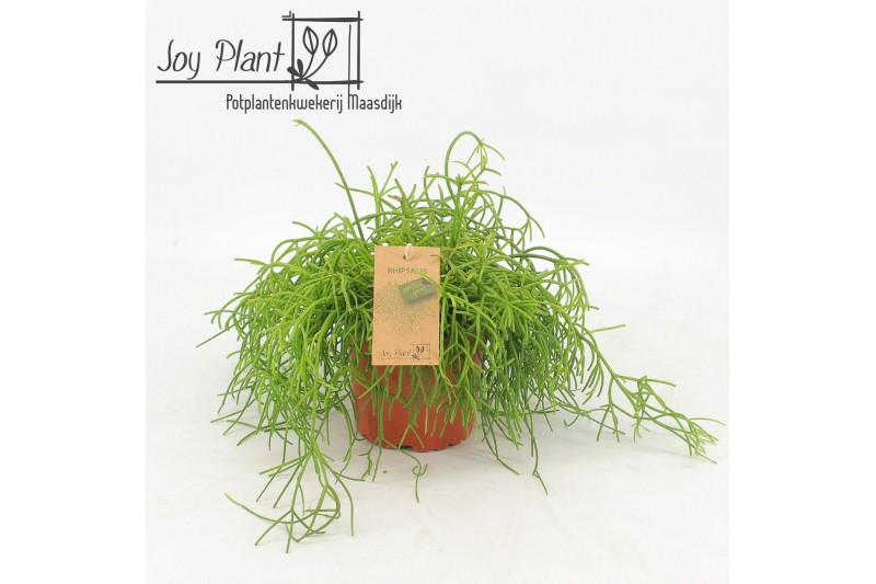 Rhipsalis baccifera oasis Rhipsalis Cassutha Oasis p12 