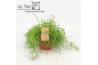 Rhipsalis baccifera oasis Rhipsalis Cassutha Oasis p12