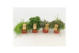 Rhipsalis mix Rhipsalis gemengd p12