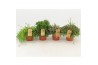 Rhipsalis mix Rhipsalis gemengd p12