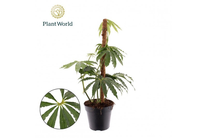 Anthurium Anthurium polyschistum Mosstok overige bl. 3 pp 