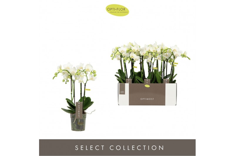 Phalaenopsis multiflora wit Optimost Amabilis Starrion 4 spike40 bl. 4 