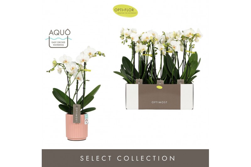 Phalaenopsis multiflora wit Optimost Helios 3 spike in Molise Salmon A 