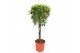 Ficus nitida Ficus Nitidapp 