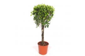 Ficus nitida Ficus Nitidapp
