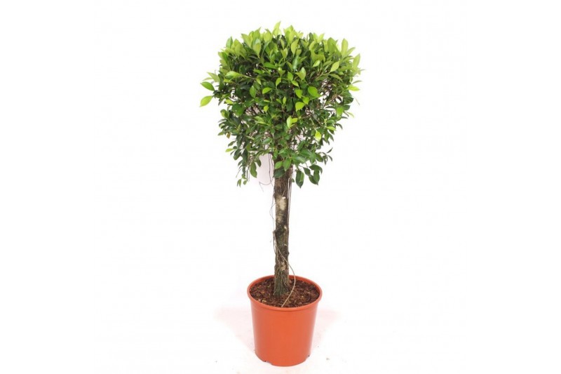 Ficus nitida Ficus Nitidapp 