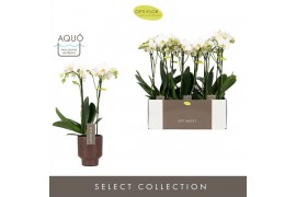 Phalaenopsis multiflora wit Optimost Helios 2 spike in Emilia Brown Aq