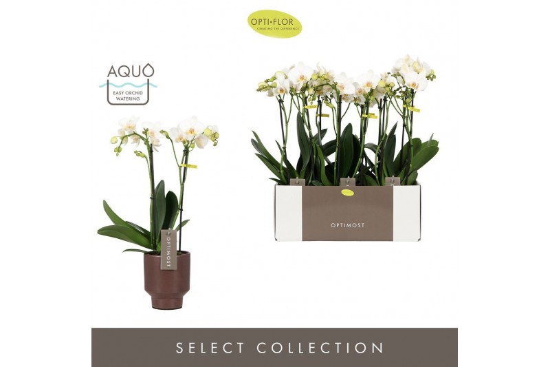 Phalaenopsis multiflora wit Optimost Helios 2 spike in Emilia Brown Aq 