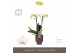 Phalaenopsis multiflora wit Optimost Helios 2 spike in Emilia Brown Aq 