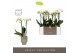 Phalaenopsis multiflora wit Optimost Helios 2 spike in Emilia Green Aq 