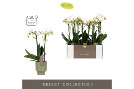 Phalaenopsis multiflora wit Optimost Helios 2 spike in Emilia Green Aq