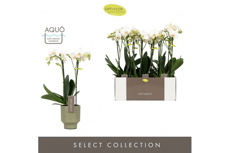 Phalaenopsis multiflora wit Optimost Helios 2 spike in Emilia Green Aq 