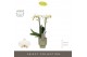Phalaenopsis multiflora wit Optimost Helios 2 spike in Emilia Green Aq 