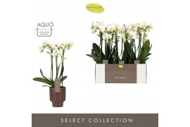 Phalaenopsis multiflora wit Optimost Helios 3 spike in Emilia Brown Aq