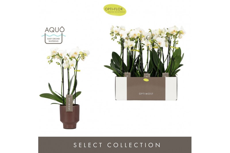 Phalaenopsis multiflora wit Optimost Helios 3 spike in Emilia Brown Aq 