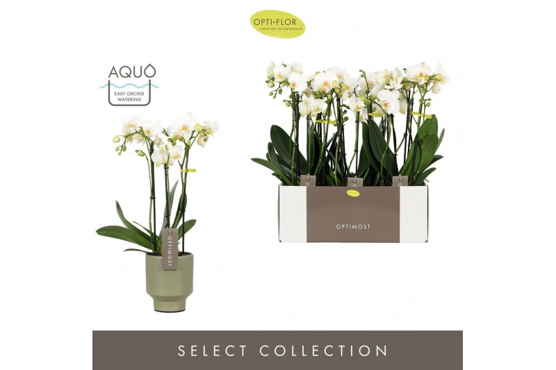 Phalaenopsis multiflora wit Optimost Helios 3 spike in Emilia Green Aq 