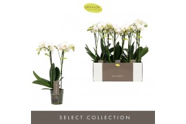 Phalaenopsis multiflora wit Optimost Helios 2 spike25 bl. 2 tak/plnt 5