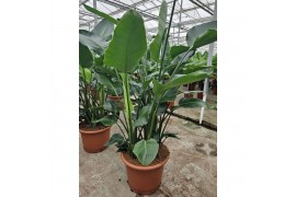 Strelitzia nicolai Strelitzia nicolai6 pp zonder bloem bl.