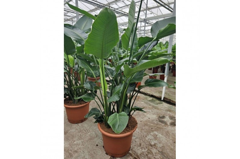Strelitzia nicolai Strelitzia nicolai6 pp zonder bloem bl. 