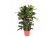 Codiaeum variegatum Codiaeum Magnificent (Croton Magnificent)1 pp 