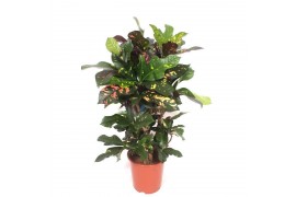 Codiaeum variegatum Codiaeum Magnificent (Croton Magnificent)1 pp